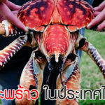 ปูมะพร้าว ในประเทศไทย กับเรื่องที่คุณอาจไม่เคยรู้