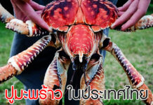 ปูมะพร้าว ในประเทศไทย กับเรื่องที่คุณอาจไม่เคยรู้