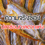 ความจริงของ ปลาช่อนทะเลตากแห้ง แท้จริงคือปลาอะไร?