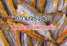 ความจริงของ ปลาช่อนทะเลตากแห้ง แท้จริงคือปลาอะไร?