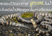 งูทะเลการ์มัน ที่พบในแอ่งน้ำจืด ในปล่องภูเขาไฟแห่งเดียวบนโลก