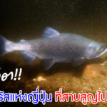 ปลาลาซารัสแห่งญี่ปุ่น ที่สาบสูญไปกว่า 70 ปี