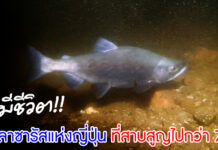 ปลาลาซารัสแห่งญี่ปุ่น ที่สาบสูญไปกว่า 70 ปี