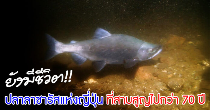 Oncorhynchus kawamurae-yt02
