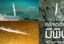 ครัสเตเชียน มีพิษ ชนิดแรกของโลก