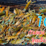 10 ปี ปั่นราคา กุ้งก้ามแดง ใครเจ็บ ใครกำไร