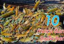 10 ปี ปั่นราคา กุ้งก้ามแดง ใครเจ็บ ใครกำไร