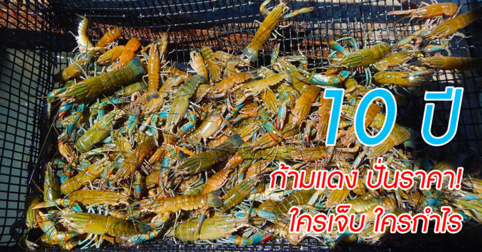 freshwater crayfish-yt01