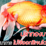 ปลาทองไทยตายง่าย แต่! ปลาทองในอเมริกากำลังวิวัฒนาการเป็น ‘สัตว์ประหลาด’