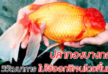 ปลาทองไทยตายง่าย แต่! ปลาทองในอเมริกากำลังวิวัฒนาการเป็น ‘สัตว์ประหลาด’