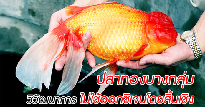 monster Goldfish-yt01 copy