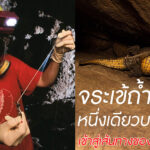 จระเข้ถ้ำหนึ่งเดียว เข้าสู่เส้นทางของสปีชีส์ใหม่แล้ว