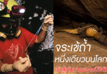 จระเข้ถ้ำหนึ่งเดียว เข้าสู่เส้นทางของสปีชีส์ใหม่แล้ว