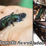 ปลากัดป่ามหาชัย ที่จะจากไปพร้อม ป่าต้นจาก?