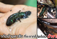 ปลากัดป่ามหาชัย ที่จะจากไปพร้อม ป่าต้นจาก?