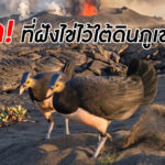 นกภูเขาไฟ ที่ฝังไข่ไว้ใต้ดินของภูเขาไฟที่ยังคุกรุ่น