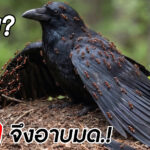 ทำไม? ‘อีกา’ จึงมีพฤติกรรมอาบมด