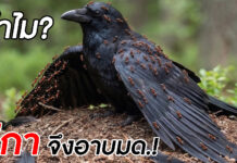 ทำไม? ‘อีกา’ จึงมีพฤติกรรมอาบมด