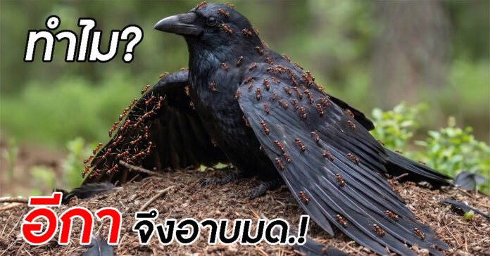 anting-behavior-photographed-as-crow-snapped-covered-in-ants-web01