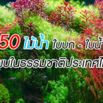 50 พรรณไม้น้ำ ใบบก และ ใบน้ำ ที่พบในธรรมชาติประเทศไทย
