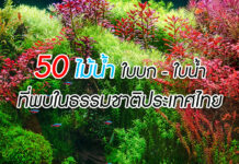 50 พรรณไม้น้ำ ใบบก และ ใบน้ำ ที่พบในธรรมชาติประเทศไทย