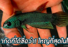 ปลากัดป่ายักษ์อันตูต้า ปลากัดที่ได้ชื่อว่า! ใหญ่ที่สุดในโลก
