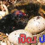เป็ดหัวดำ เป็ดปรสิต! ที่ฝากไข่ไว้รังอื่น
