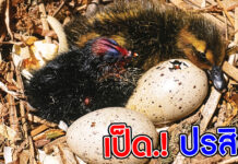 เป็ดหัวดำ เป็ดปรสิต! ที่ฝากไข่ไว้รังอื่น