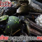 5 ข้อเท็จจริงที่ หอยโข่งไทย แพ้ให้กับ หอยเชอรี่