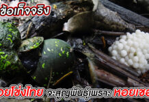5 ข้อเท็จจริงที่ หอยโข่งไทย แพ้ให้กับ หอยเชอรี่